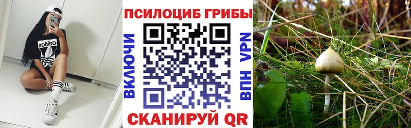Галлюциногенные грибы Psilocybe Белёв